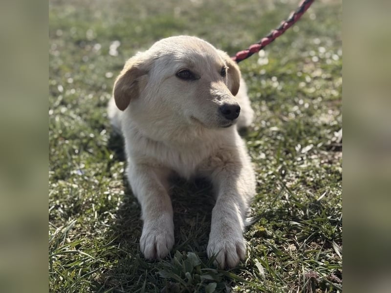 Tessa ein zartes Wesen