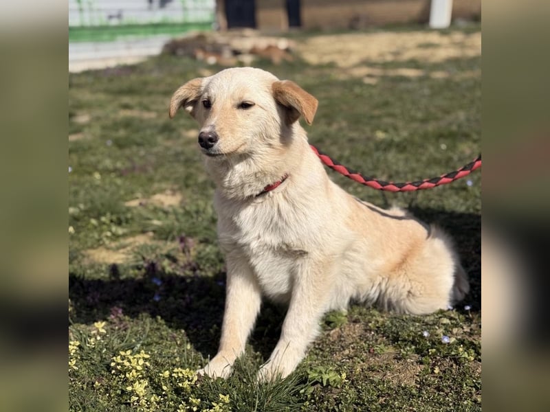 Tessa ein zartes Wesen