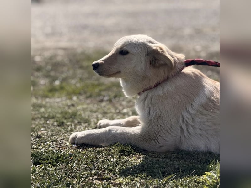 Tessa ein zartes Wesen