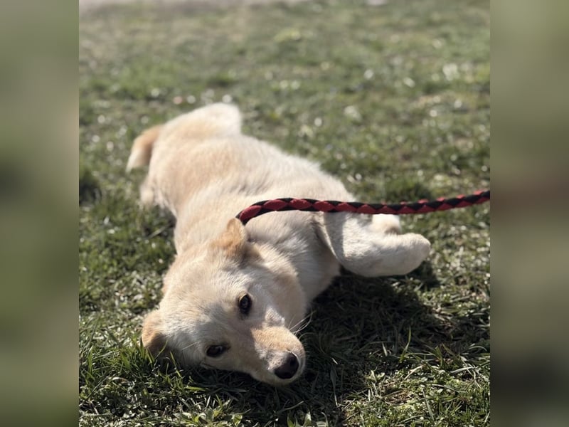 Tessa ein zartes Wesen