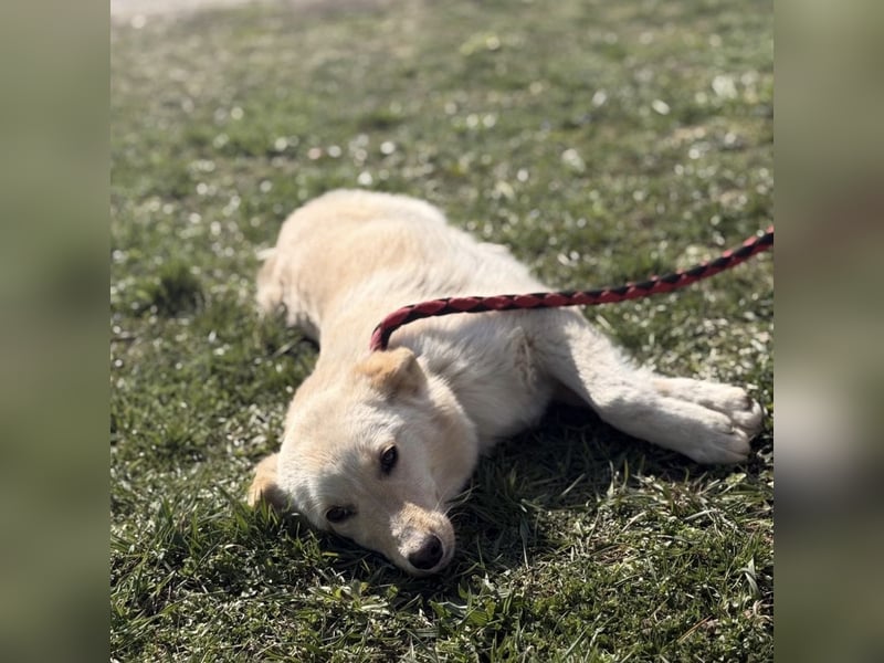 Tessa ein zartes Wesen