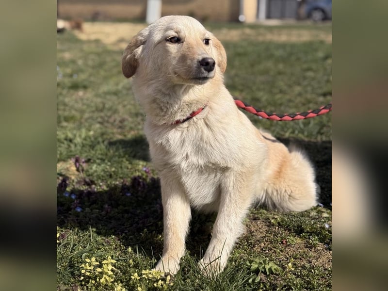 Tessa ein zartes Wesen