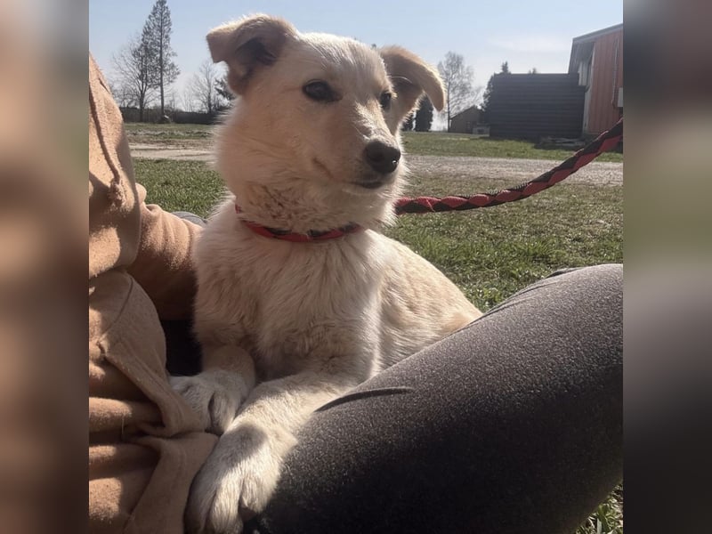 Tessa ein zartes Wesen