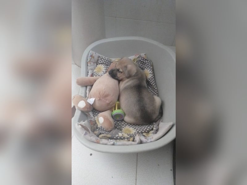 LUCERO-herziger, liebenswerter, ruhiger Bub sucht liebevolle Für-immer-Familie