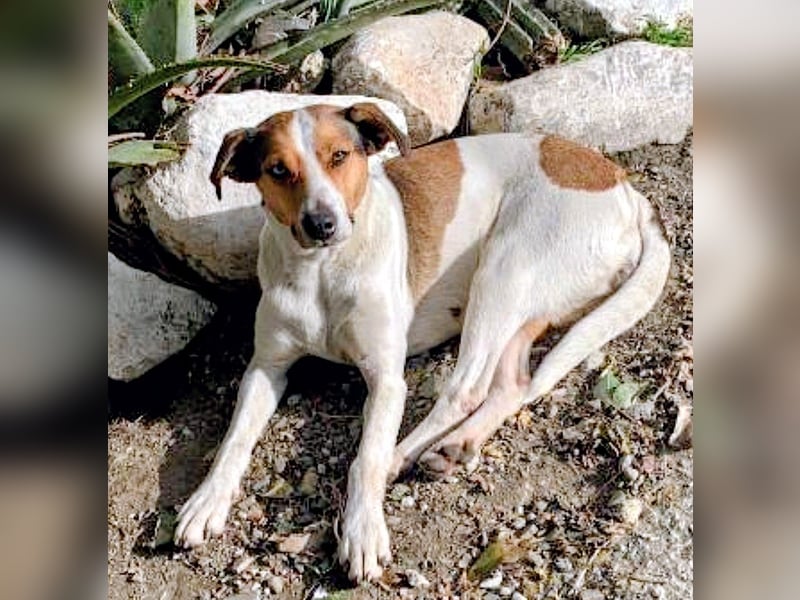Nele - Herz aus Gold und ein Blick zum Verlieben