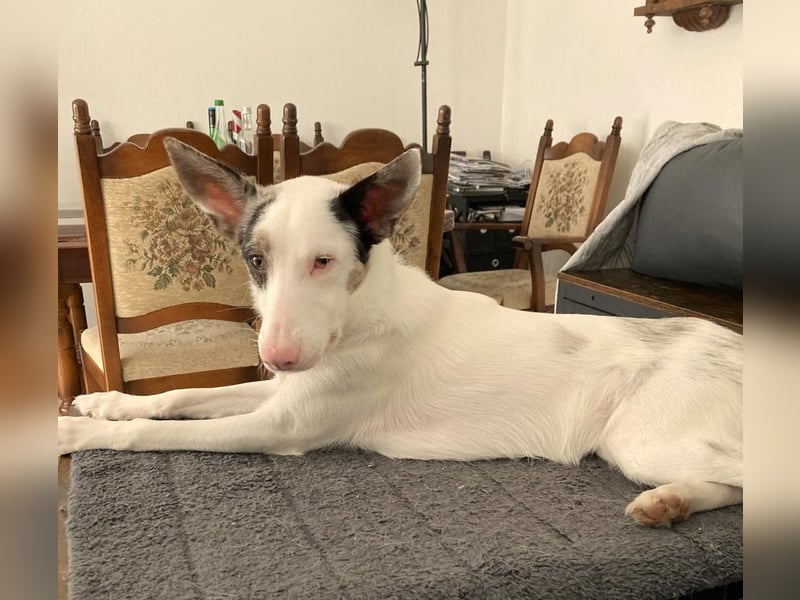 ARIZA – ein Sternchen auf der Suche nach Geborgenheit