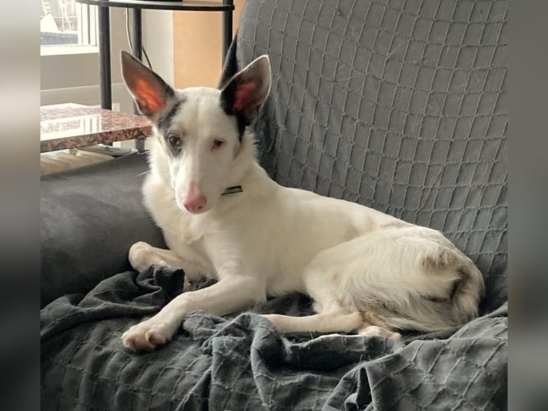 ARIZA – ein Sternchen auf der Suche nach Geborgenheit