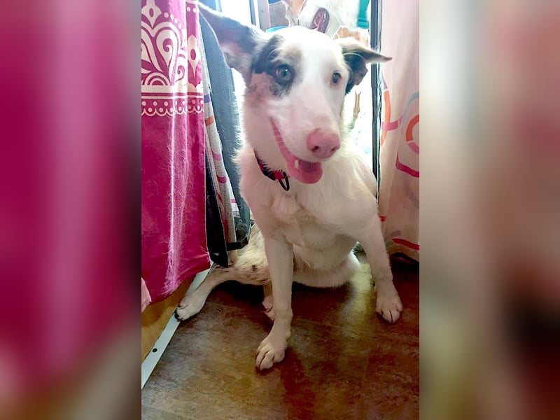 ARIZA – ein Sternchen auf der Suche nach Geborgenheit