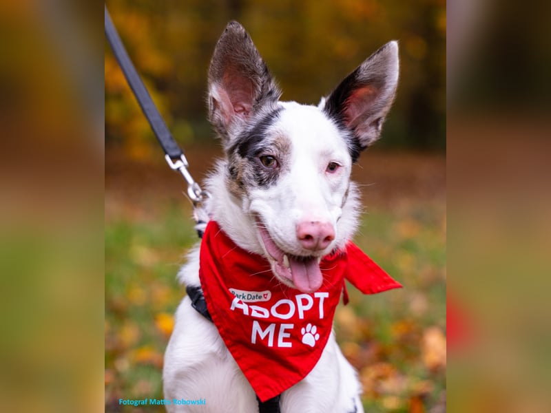 ARIZA – ein Sternchen auf der Suche nach Geborgenheit