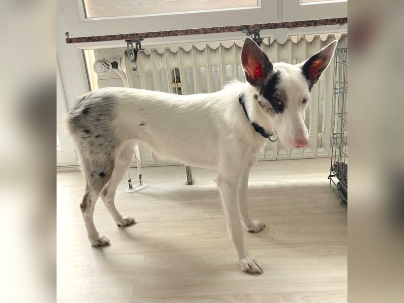 ARIZA – ein Sternchen auf der Suche nach Geborgenheit