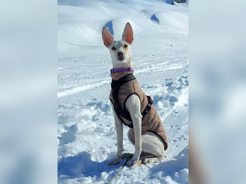 YUKI – Kleine Seele, großes Herz