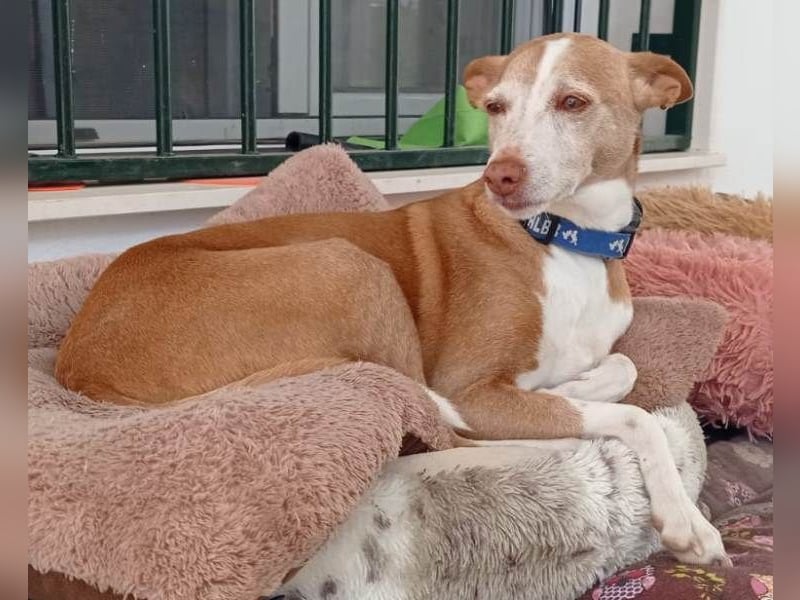 Notfall Canela sucht dringend eine liebe Familie