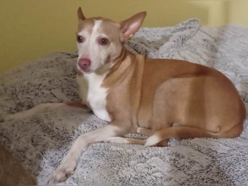 Notfall Canela sucht dringend eine liebe Familie