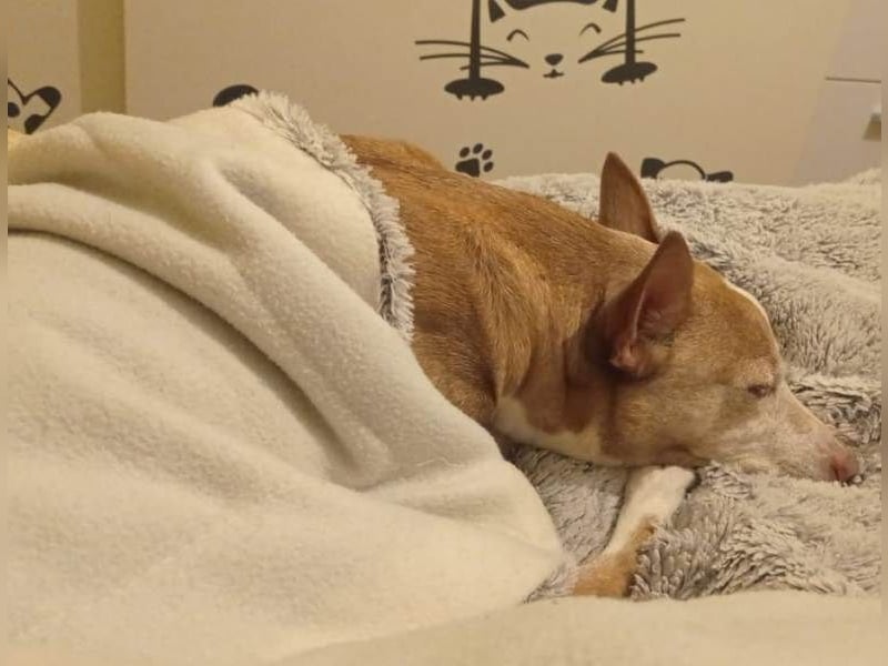 Notfall Canela sucht dringend eine liebe Familie