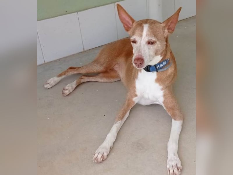 Notfall Canela sucht dringend eine liebe Familie