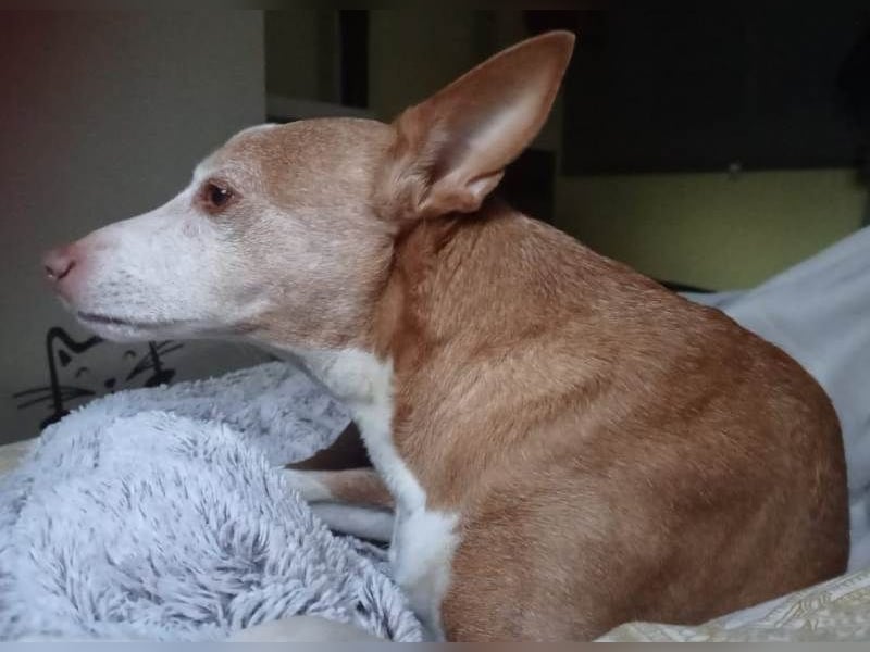 Notfall Canela sucht dringend eine liebe Familie