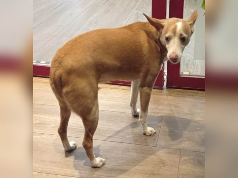 Notfall Canela sucht dringend eine liebe Familie