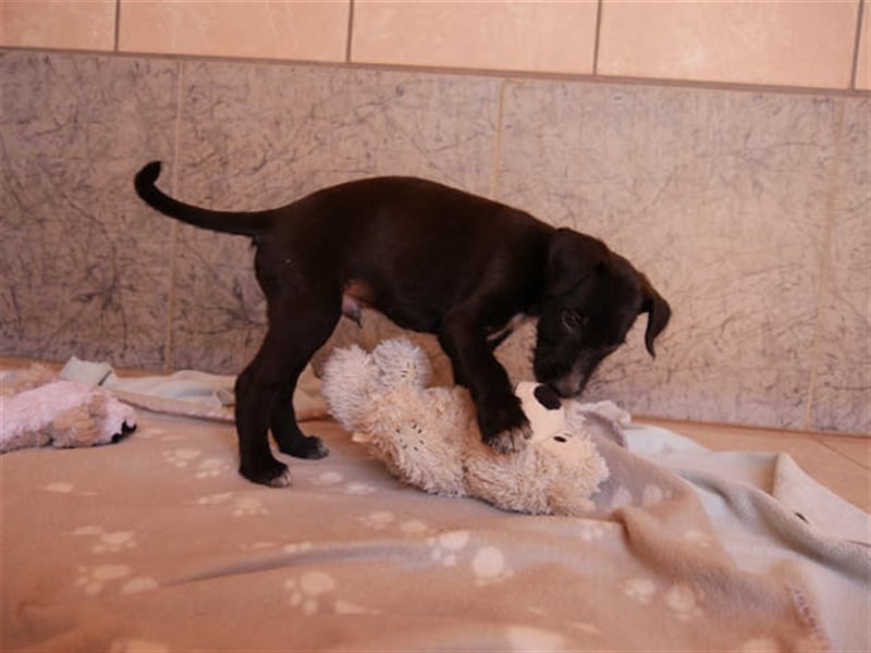 junger Podenco Rüde Kisu sucht neues Zuhause