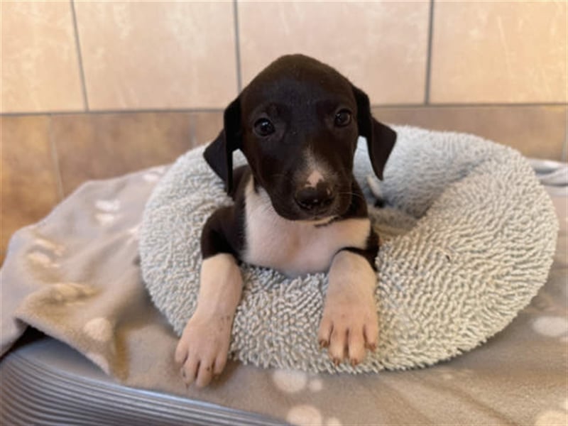 junger Podenco Rüde Kitaro sucht neues Zuhause
