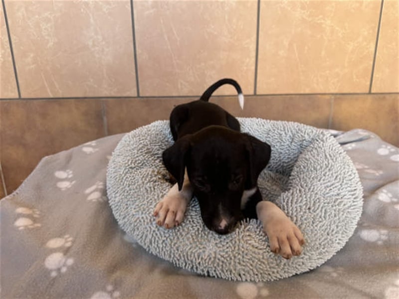 junger Podenco Rüde Kitaro sucht neues Zuhause