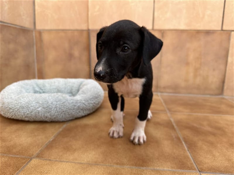 junger Podenco Rüde Kitaro sucht neues Zuhause