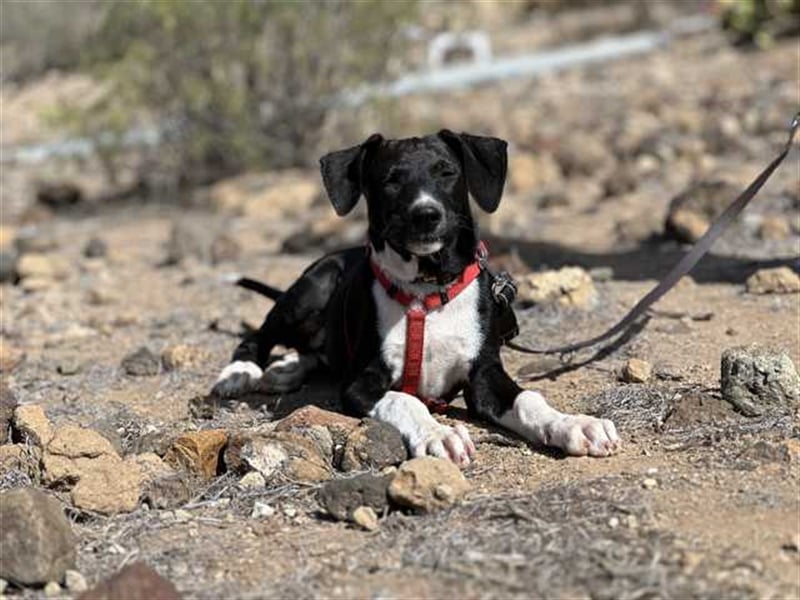 junger Podenco Rüde Kitaro sucht neues Zuhause