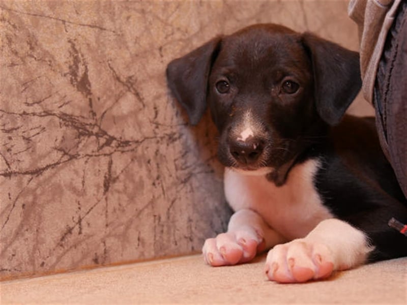 junger Podenco Rüde Kitaro sucht neues Zuhause