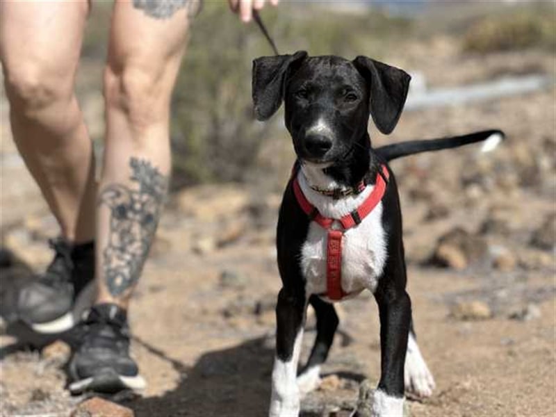 junger Podenco Rüde Kitaro sucht neues Zuhause