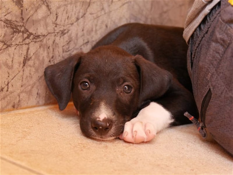 junger Podenco Rüde Kitaro sucht neues Zuhause
