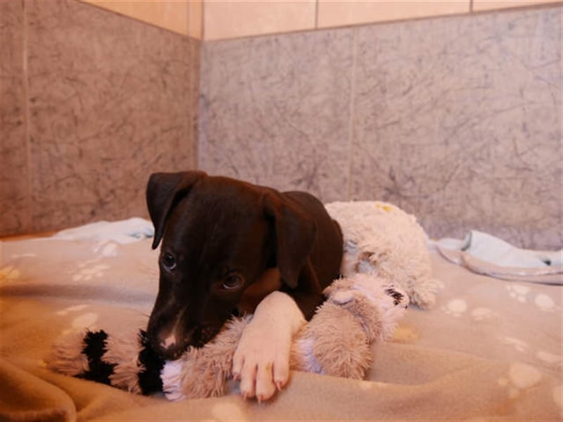 junger Podenco Rüde Kitaro sucht neues Zuhause