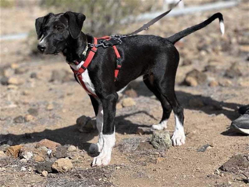 junger Podenco Rüde Kitaro sucht neues Zuhause