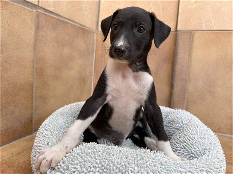 junger Podenco Rüde Kitaro sucht neues Zuhause