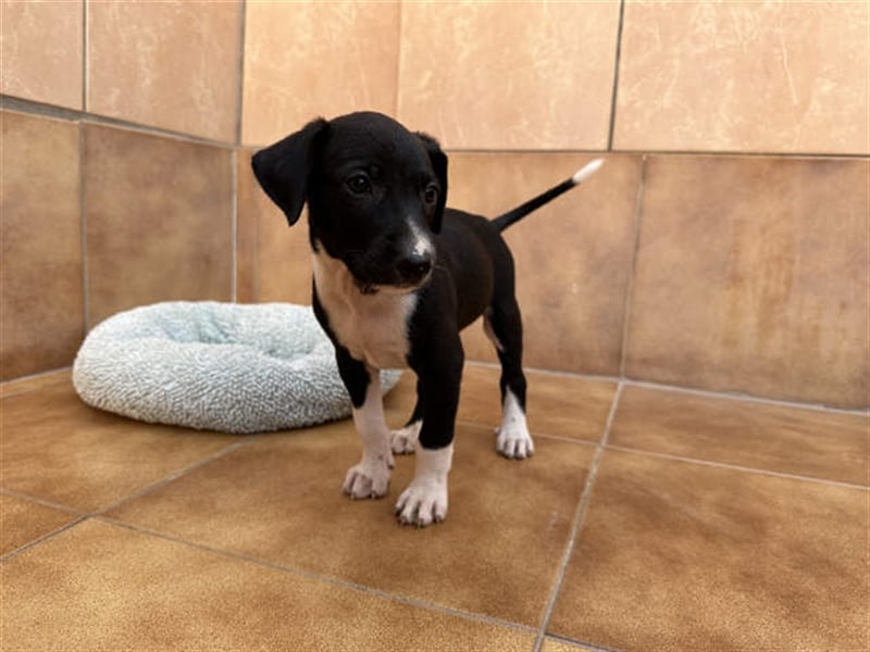 junger Podenco Rüde Kitaro sucht neues Zuhause