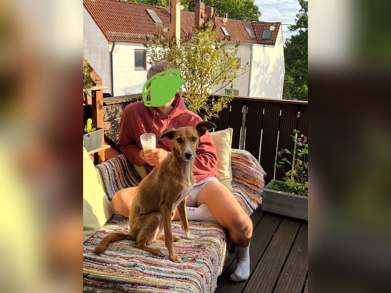Podenco-Mix Nila sucht ihr Herzenszuhause