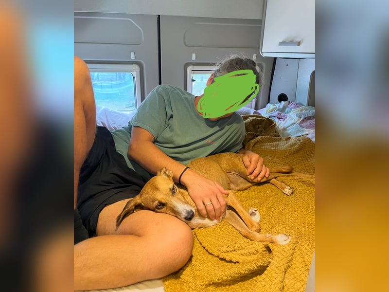 Podenco-Mix Nila sucht ihr Herzenszuhause