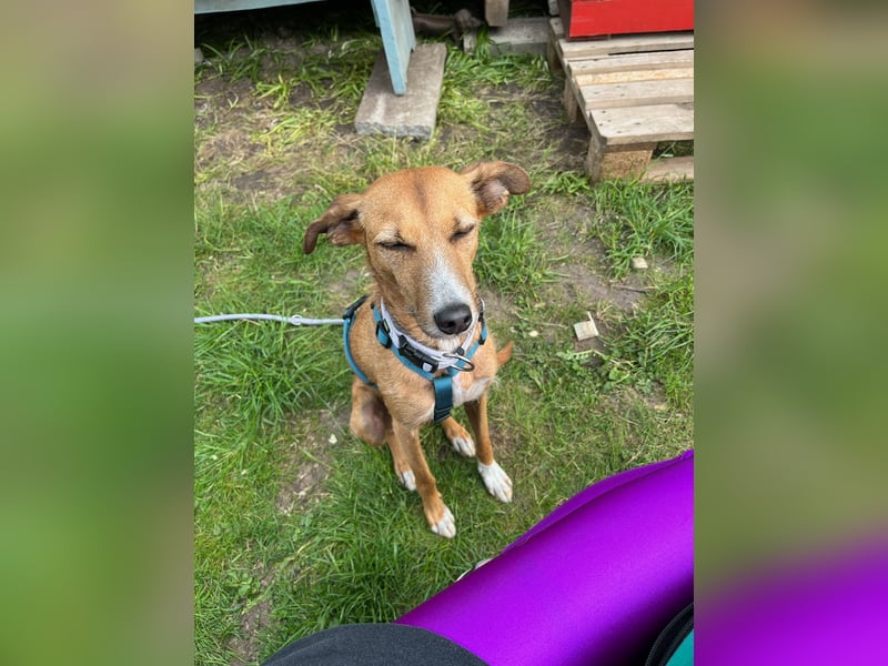 Podenco-Mix Nila sucht ihr Herzenszuhause