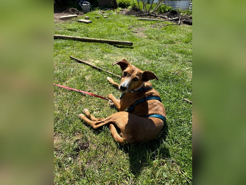 Podenco-Mix Nila sucht ihr Herzenszuhause