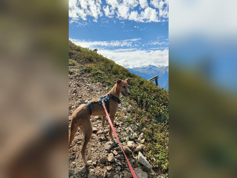 Podenco-Mix Nila sucht ihr Herzenszuhause