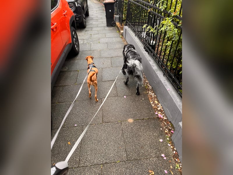 Podenco-Mix Nila sucht ihr Herzenszuhause