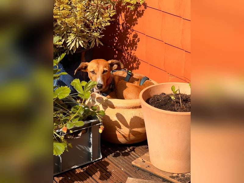 Podenco-Mix Nila sucht ihr Herzenszuhause