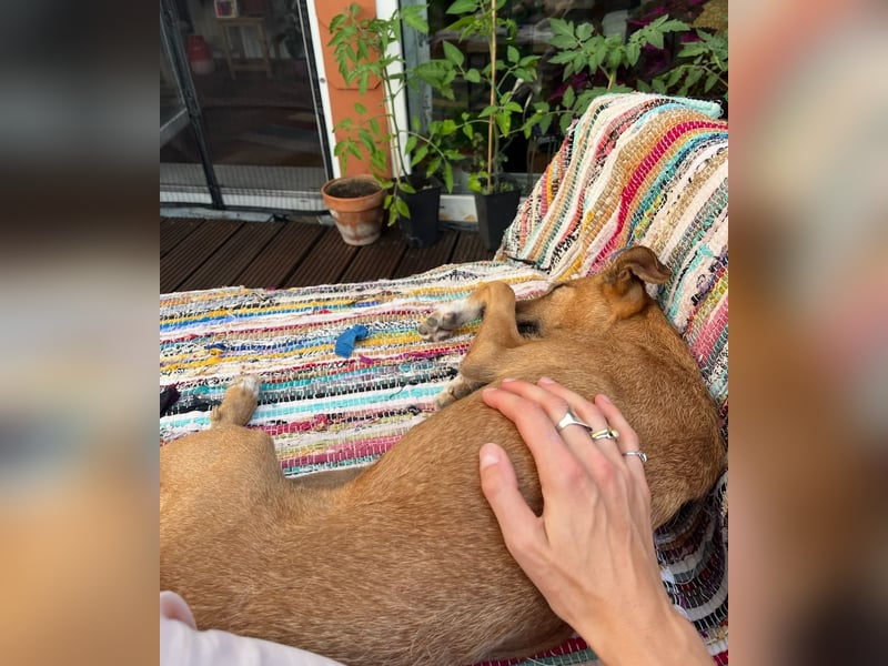 Podenco-Mix Nila sucht ihr Herzenszuhause