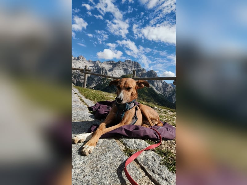 Podenco-Mix Nila sucht ihr Herzenszuhause