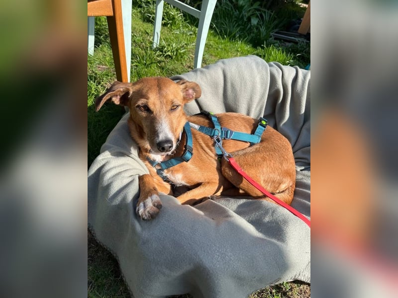 Podenco-Mix Nila sucht ihr Herzenszuhause