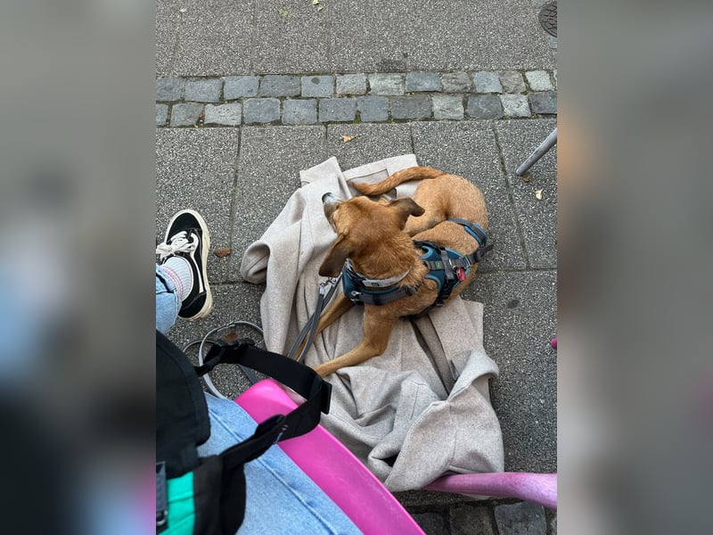 Podenco-Mix Nila sucht ihr Herzenszuhause