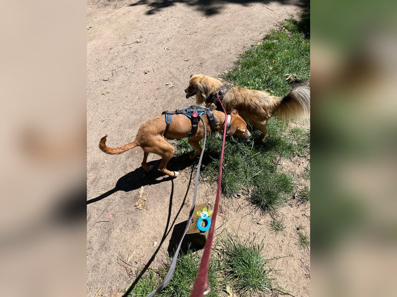 Podenco-Mix Nila sucht ihr Herzenszuhause