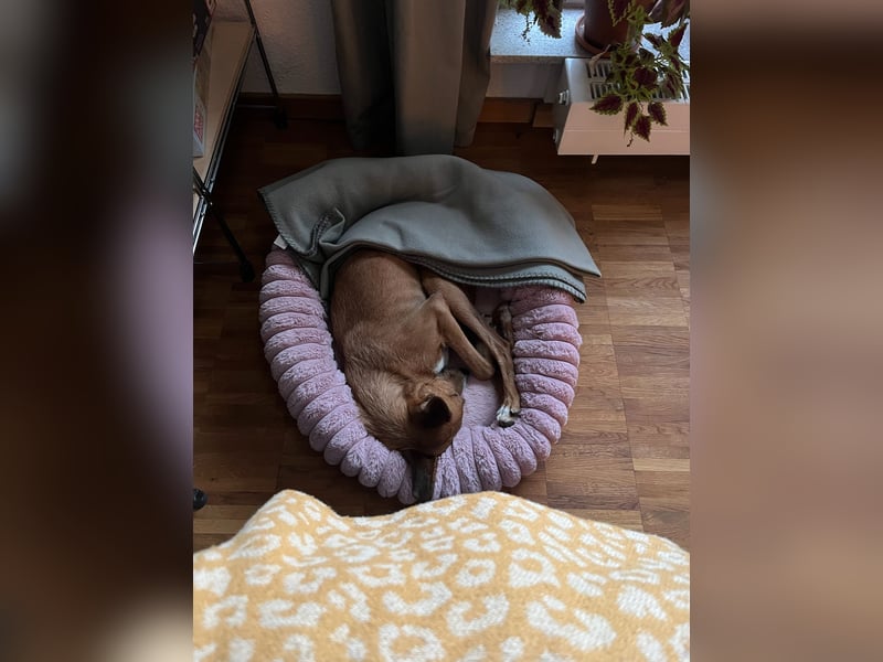 Podenco-Mix Nila sucht ihr Herzenszuhause