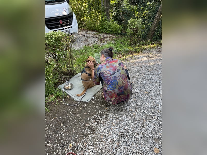 Podenco-Mix Nila sucht ihr Herzenszuhause