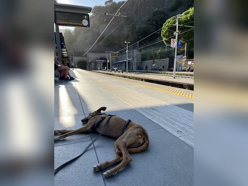 Podenco-Mix Nila sucht ihr Herzenszuhause