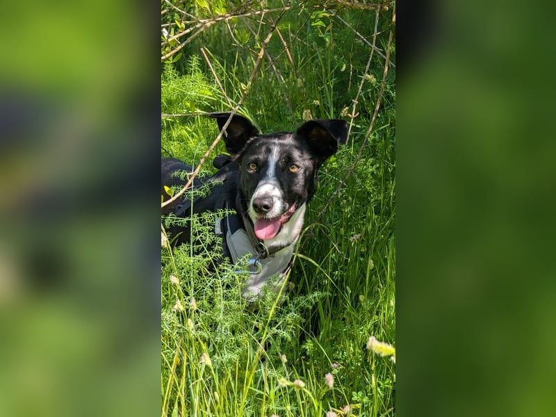 Berta: Eine ganz besondere Hündin (52385 Nideggen)