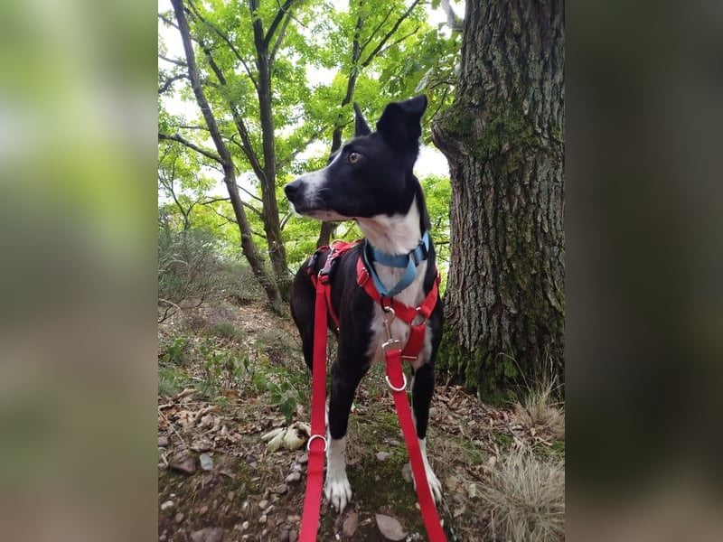 Berta: Eine ganz besondere Hündin (52385 Nideggen)